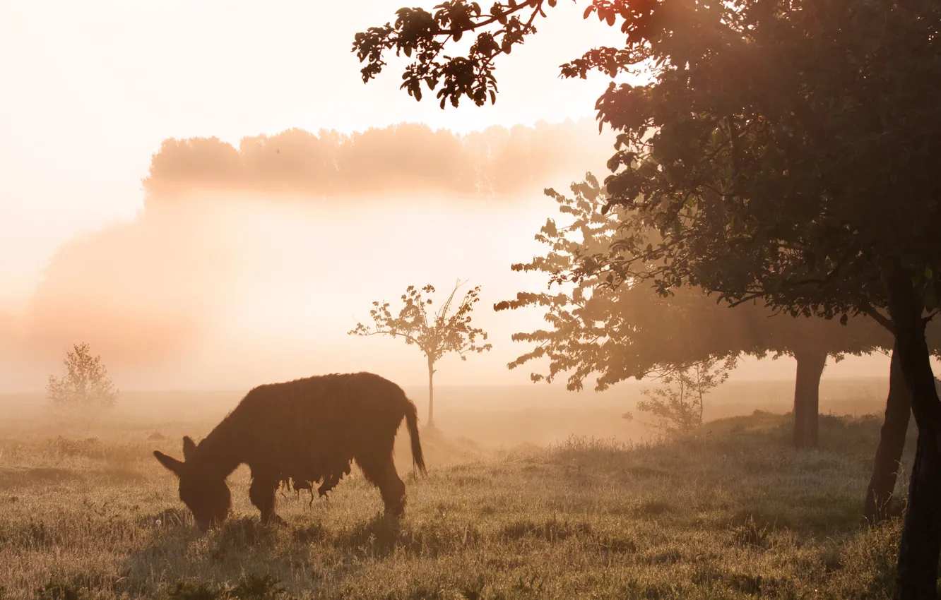 Photo wallpaper field, nature, fog, morning, donkey