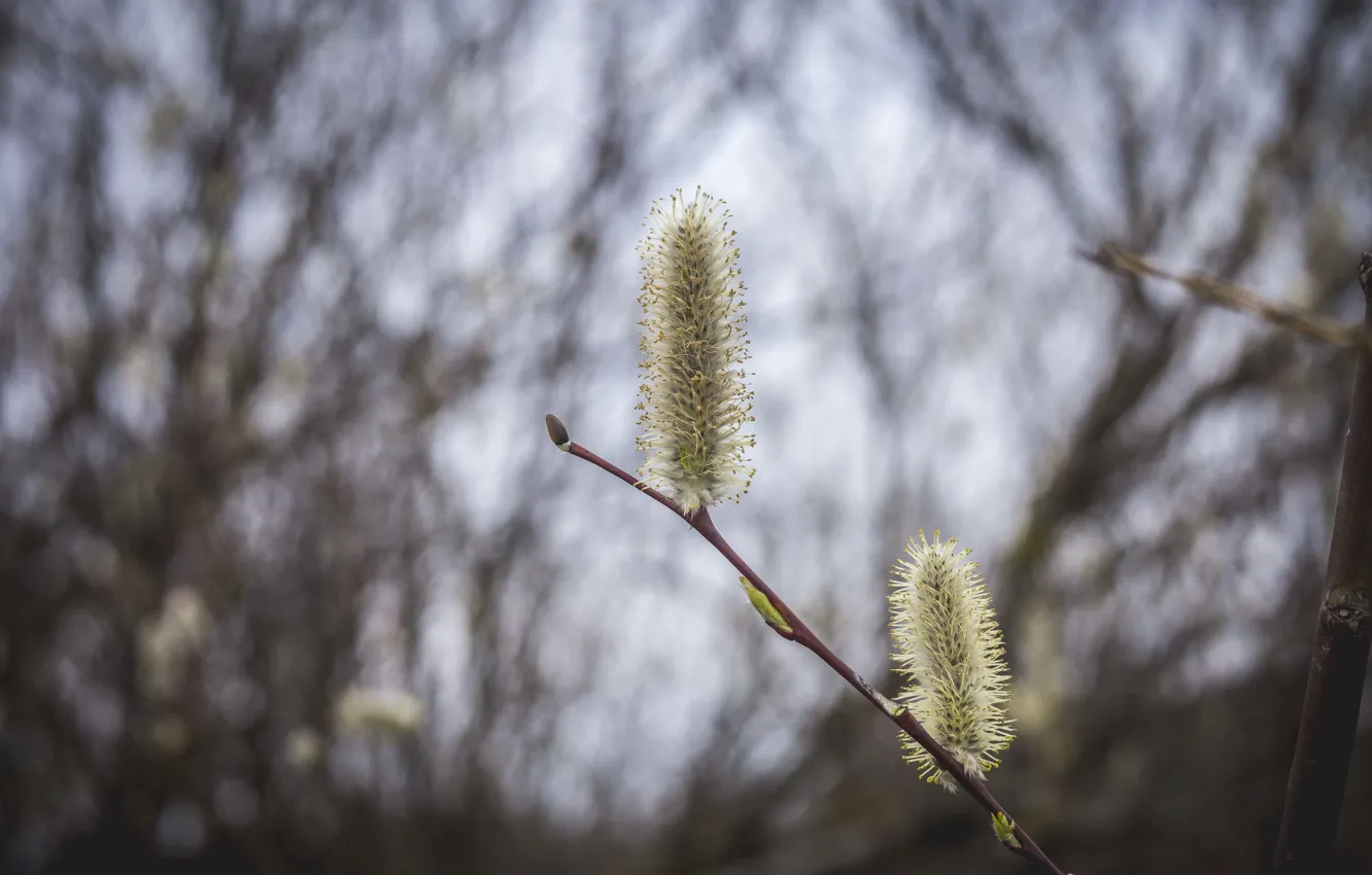 Photo wallpaper spring, the bushes, Verba