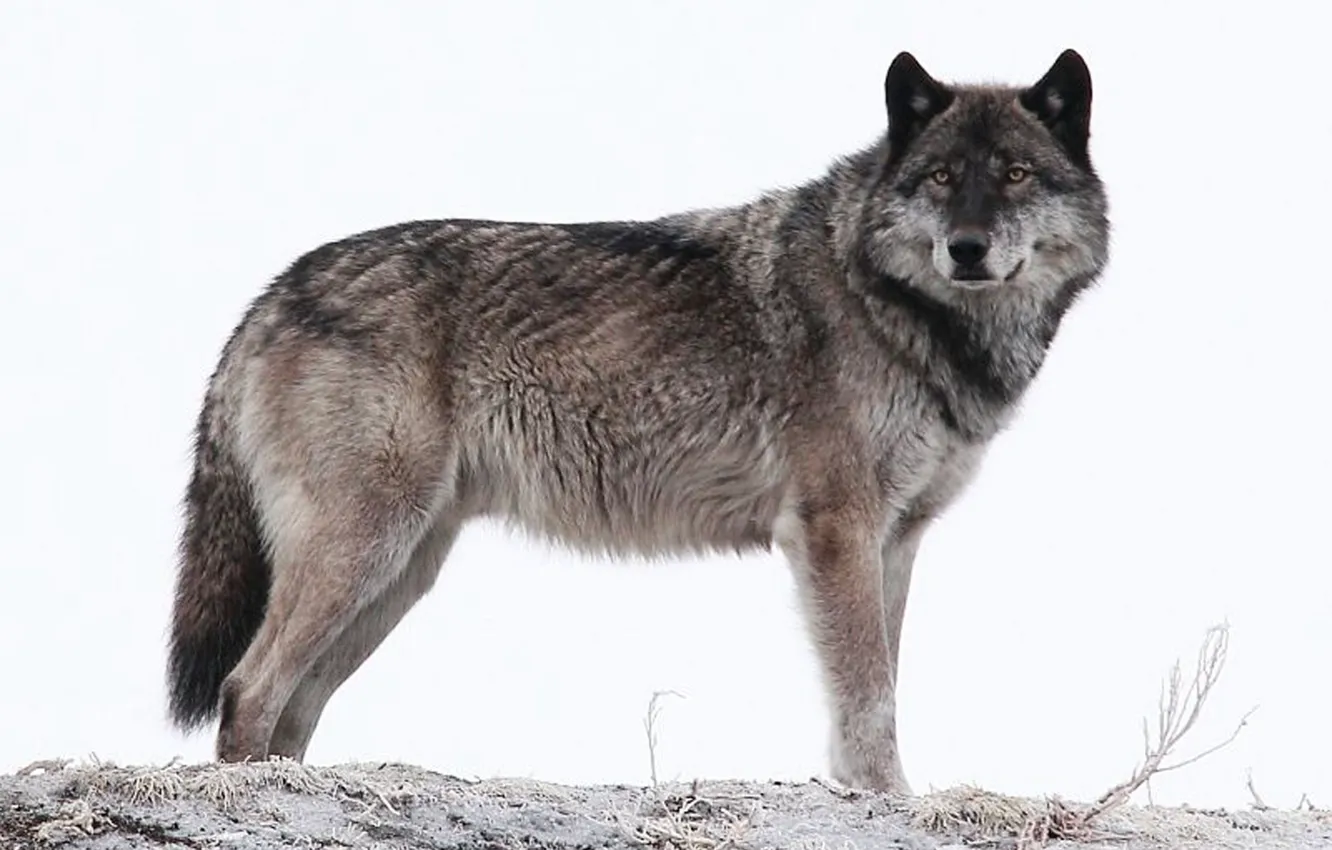 Photo wallpaper animal, wolf, wildlife, lone wolf