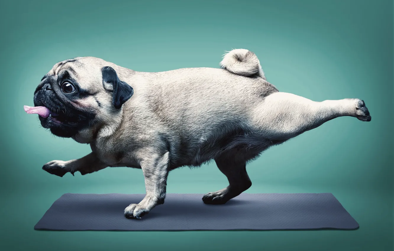 Photo wallpaper language, humor, yoga, pug, Mat, yoga, pug, Happy Dog