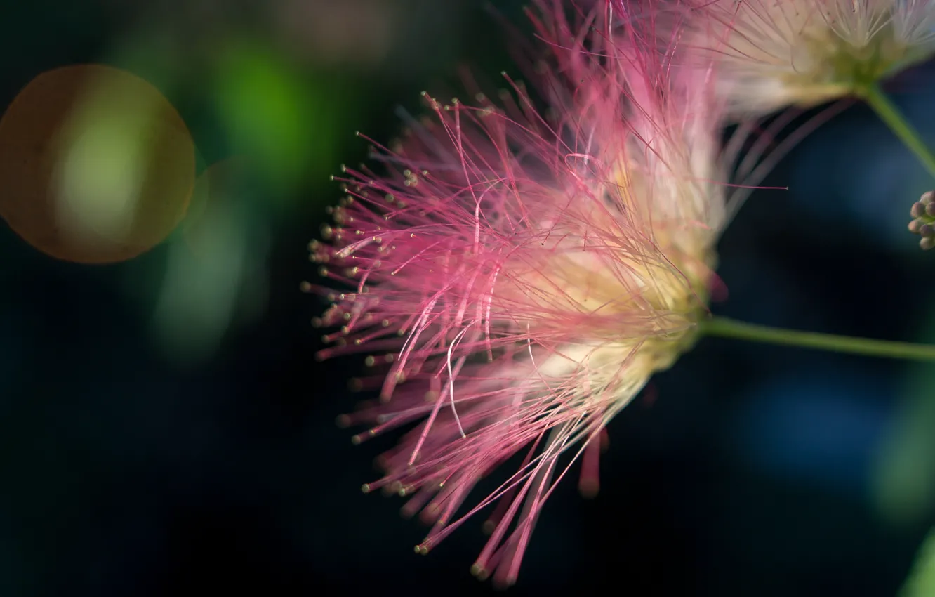 Photo wallpaper summer, flowers, Greece, acacia