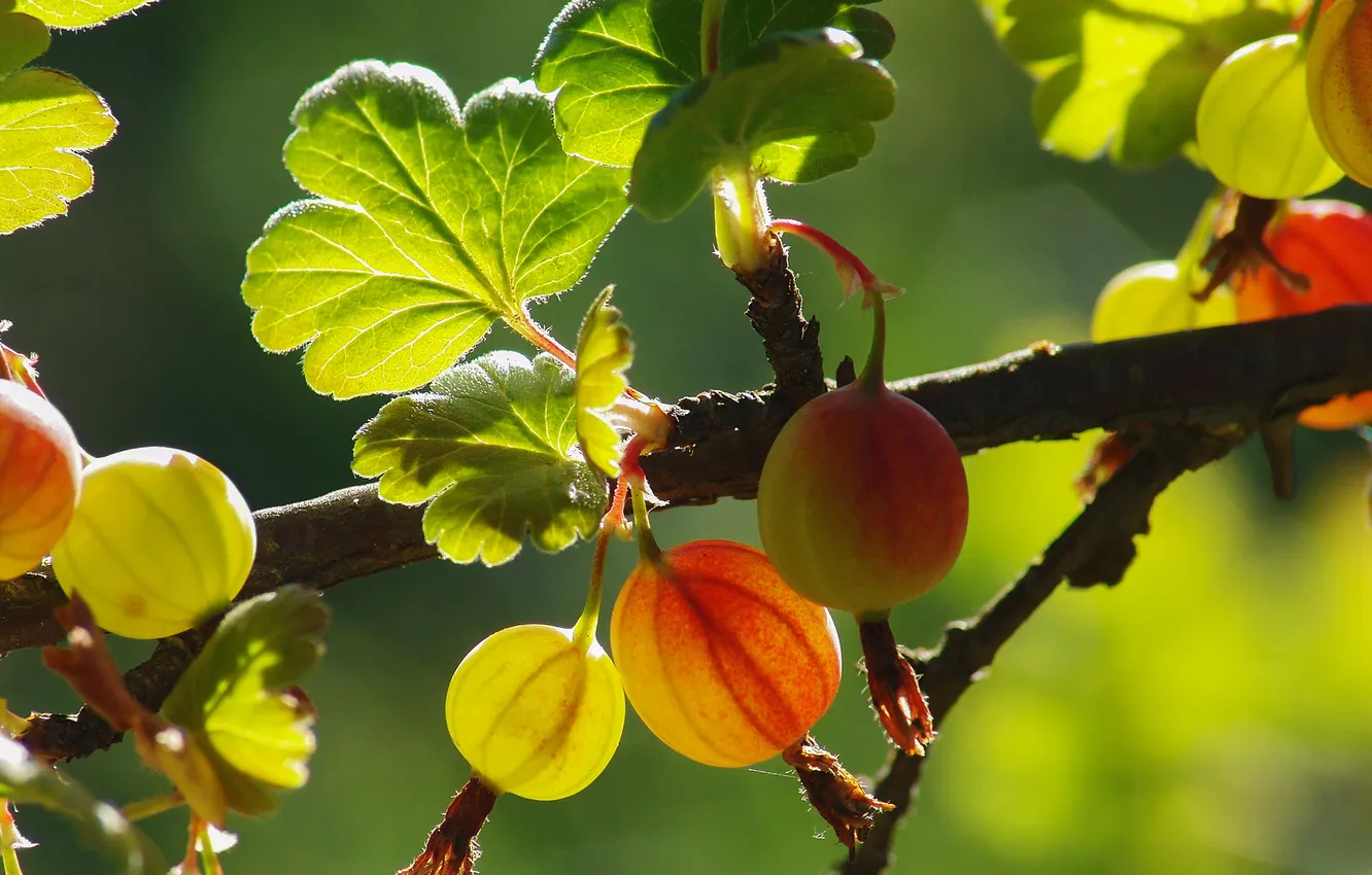 Photo wallpaper macro, gooseberry, closeup, Alexander Medvedev
