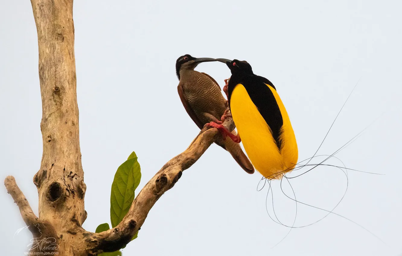 Photo wallpaper the trunk of the tree, two birds, Alexander Sanin, Caught the moment, The Kiss of …