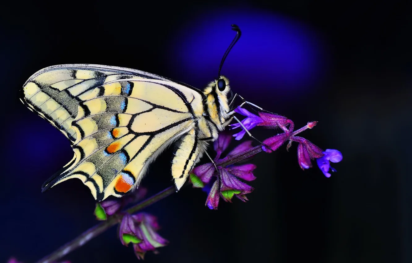 Photo wallpaper macro, butterfly, cook
