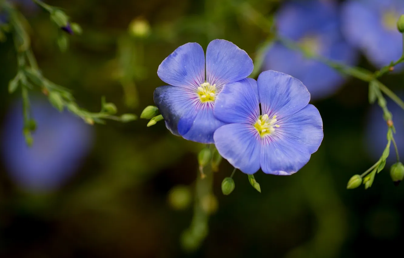 Photo wallpaper macro, blue, len