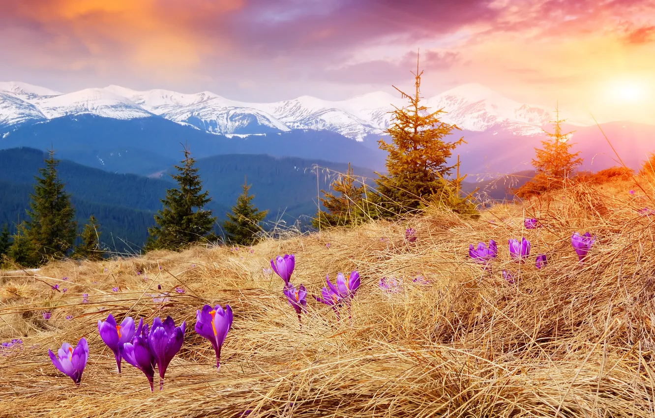 Photo wallpaper snow, trees, landscape, flowers, mountains, nature, spruce, meadow