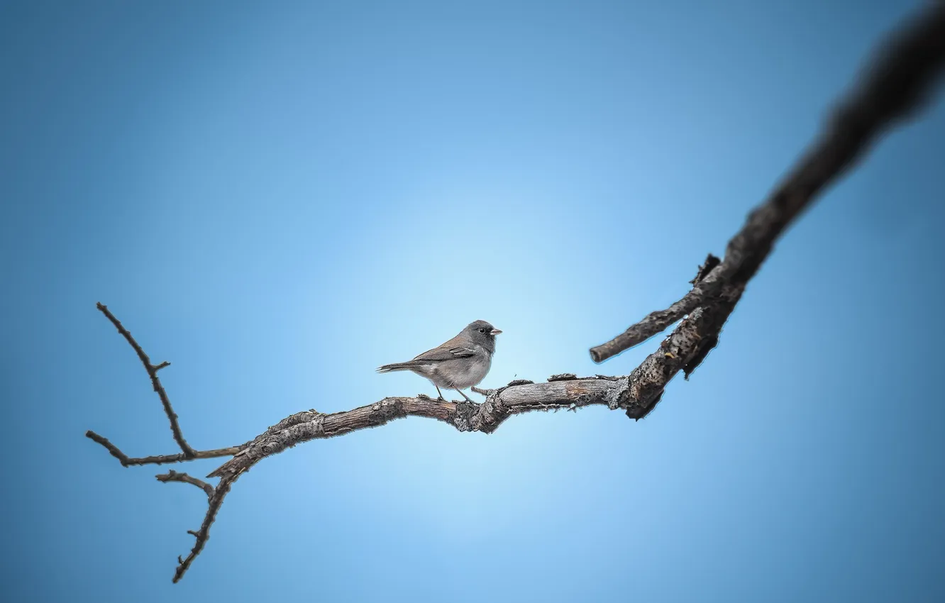 Photo wallpaper background, bird, branch