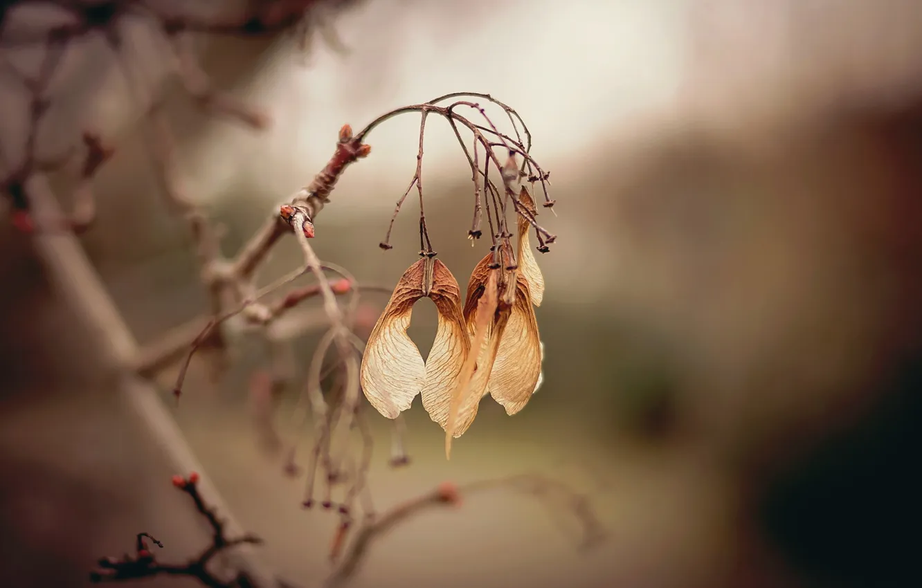 Photo wallpaper macro, branches, nature