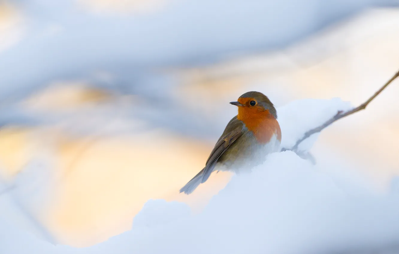 Photo wallpaper winter, snow, branches, background, bird, bird, light background, bokeh