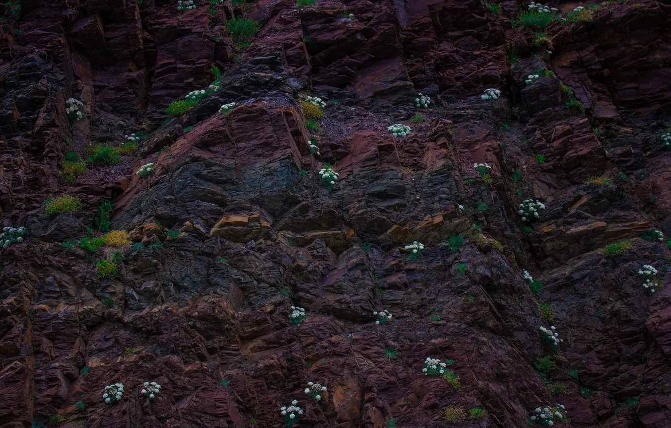 Photo wallpaper rock, rocks, stone, Flowers, minimalism, texture, Background