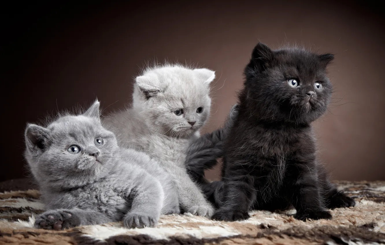 Photo wallpaper cats, cats, kittens, British cat