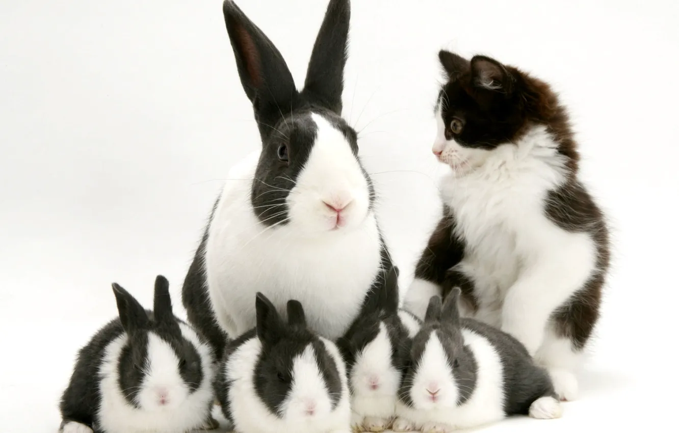 Photo wallpaper rabbit, black and white, kitty, spotted