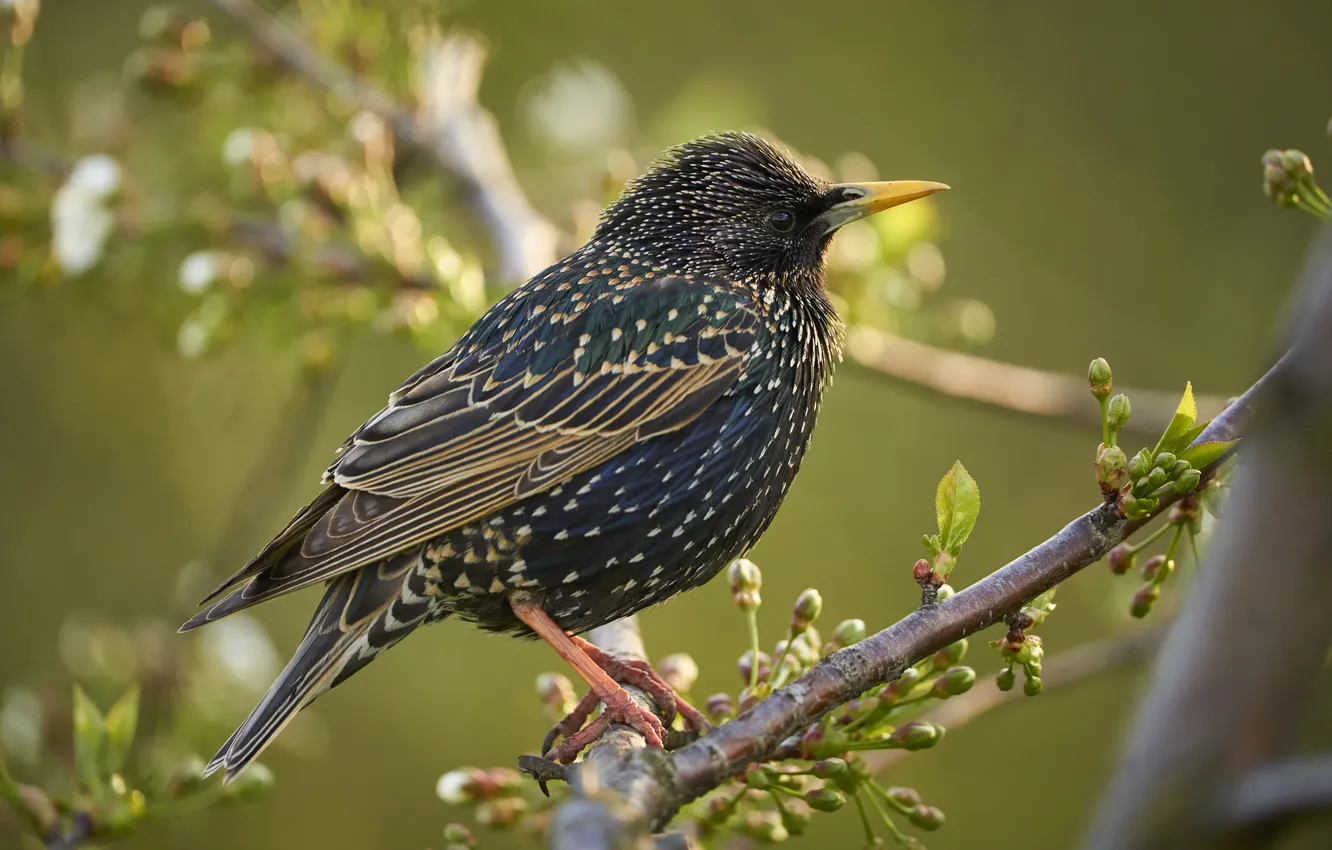Photo wallpaper bird, on the branch, bokeh, Common Starling, Lazhansky Rufat