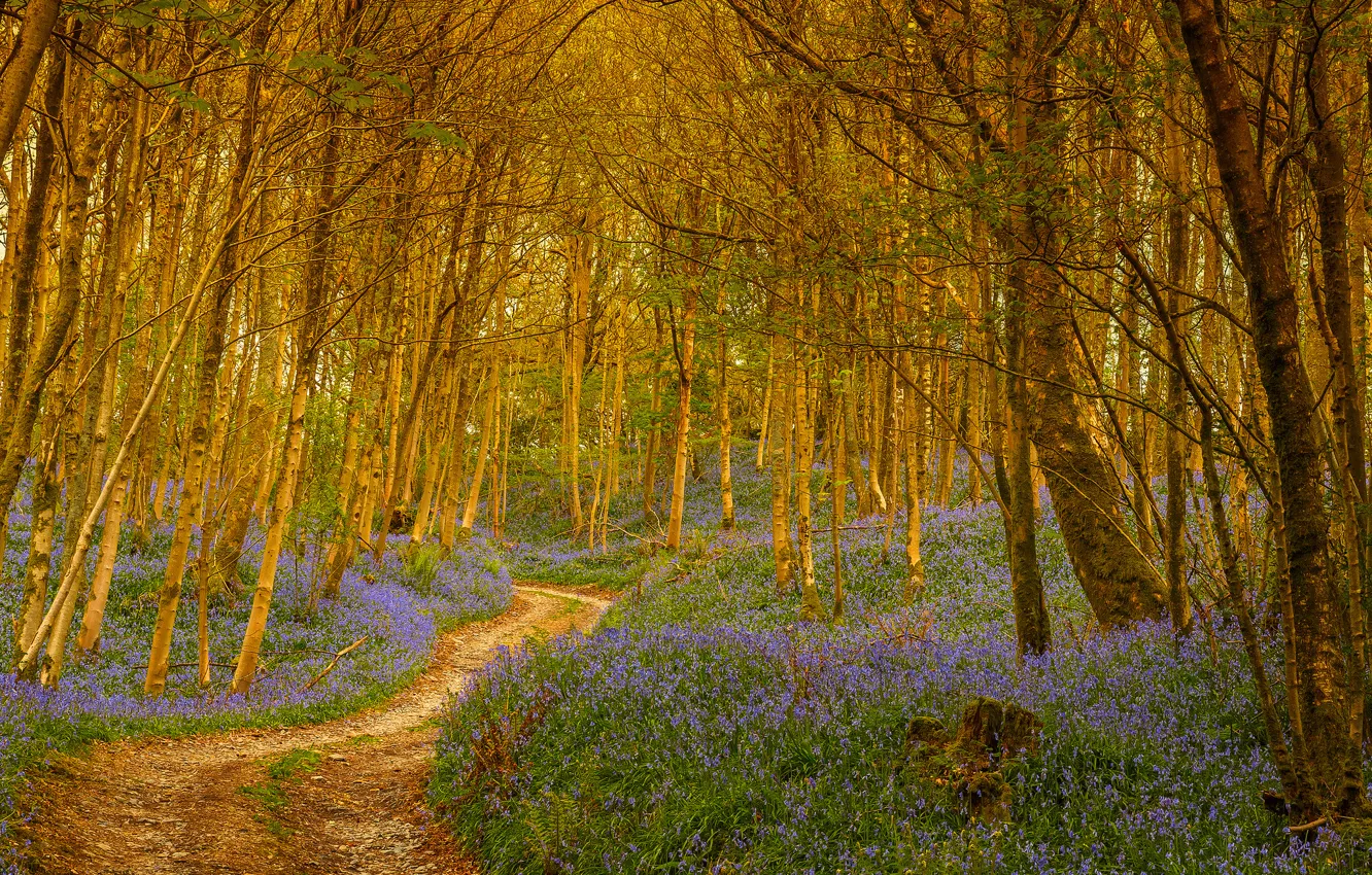 Photo wallpaper forest, trees, flowers, trail