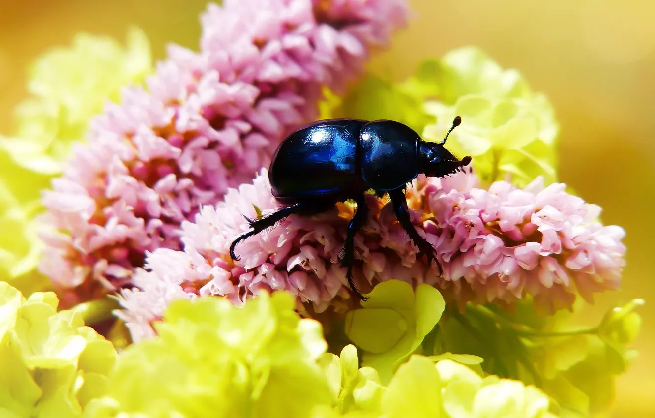 Photo wallpaper summer, macro, flowers, blue, background, black, beetle, yellow