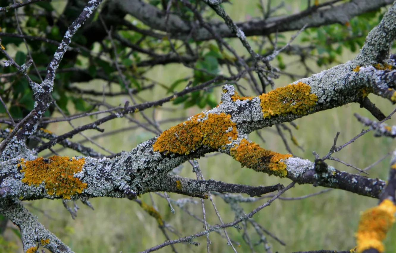 Photo wallpaper tree, mossy, of