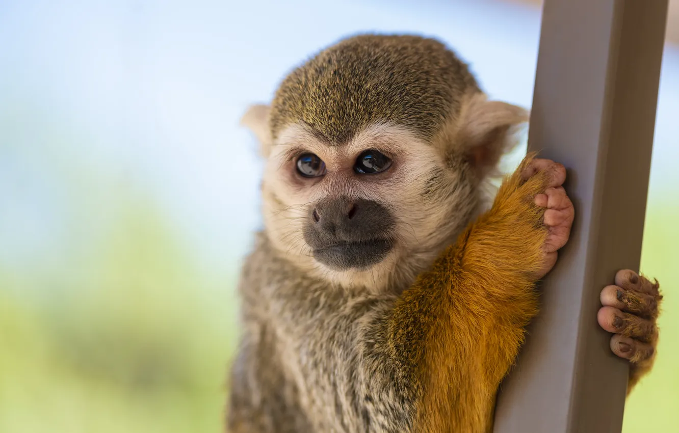 Photo wallpaper look, portrait, legs, post, monkey, face, cub, monkey