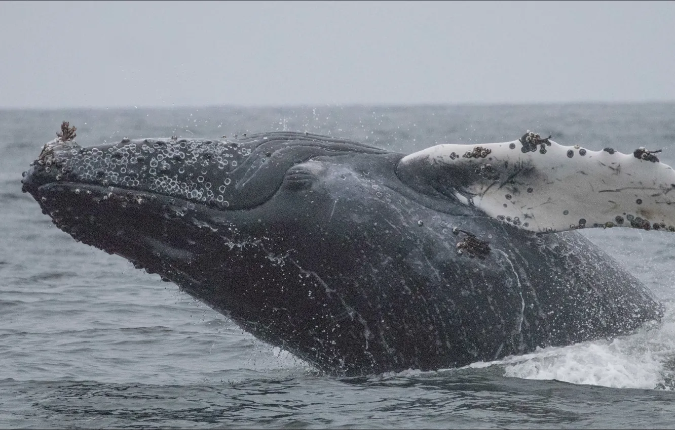 Photo wallpaper the ocean, jump, fish, kit, ocean, jump, fish, whale