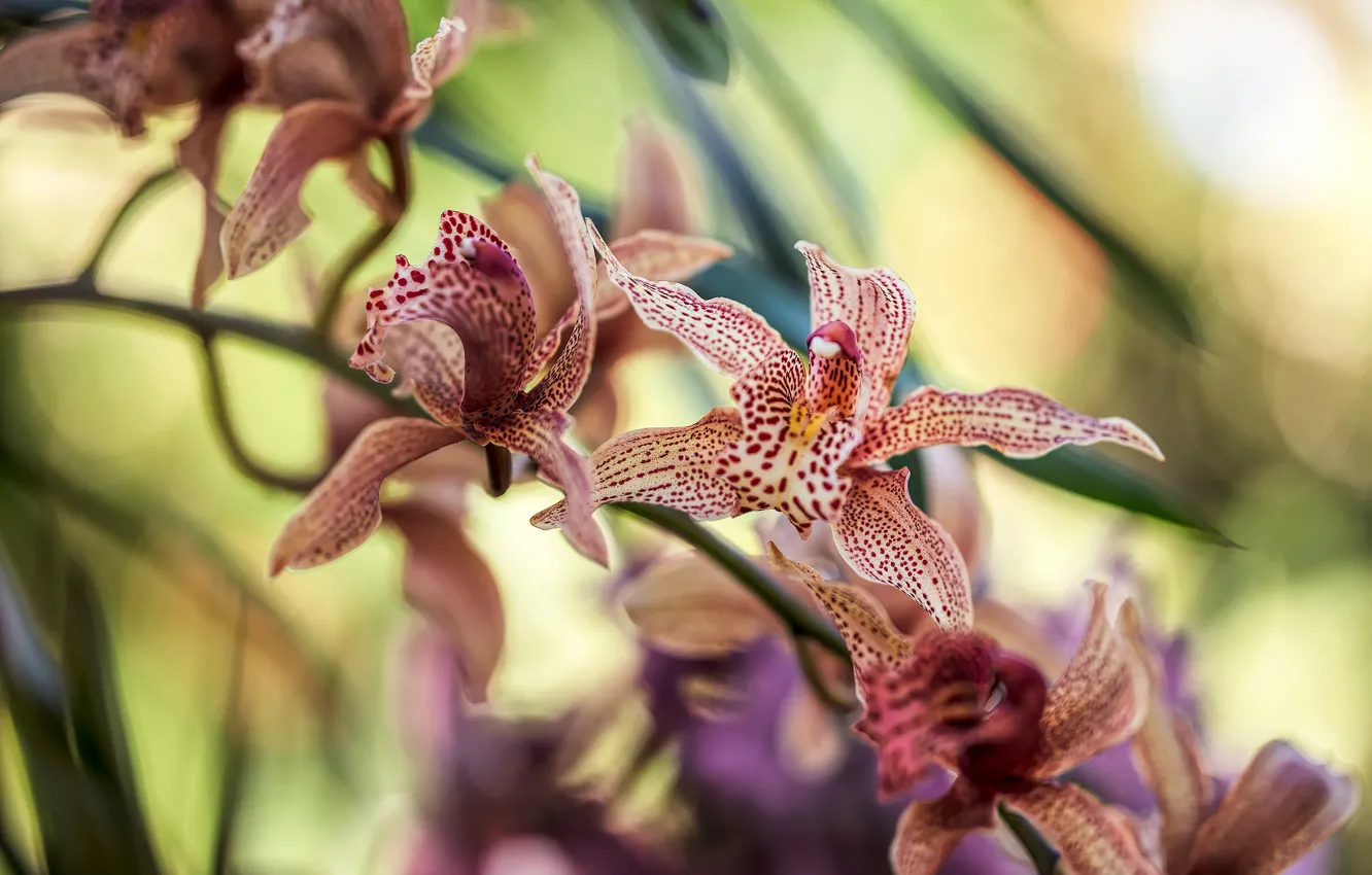Photo wallpaper flowers, color, flowering, Orchid