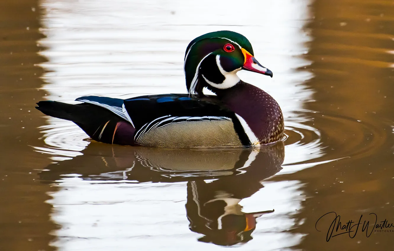 Photo wallpaper lake, duck, circles on the water