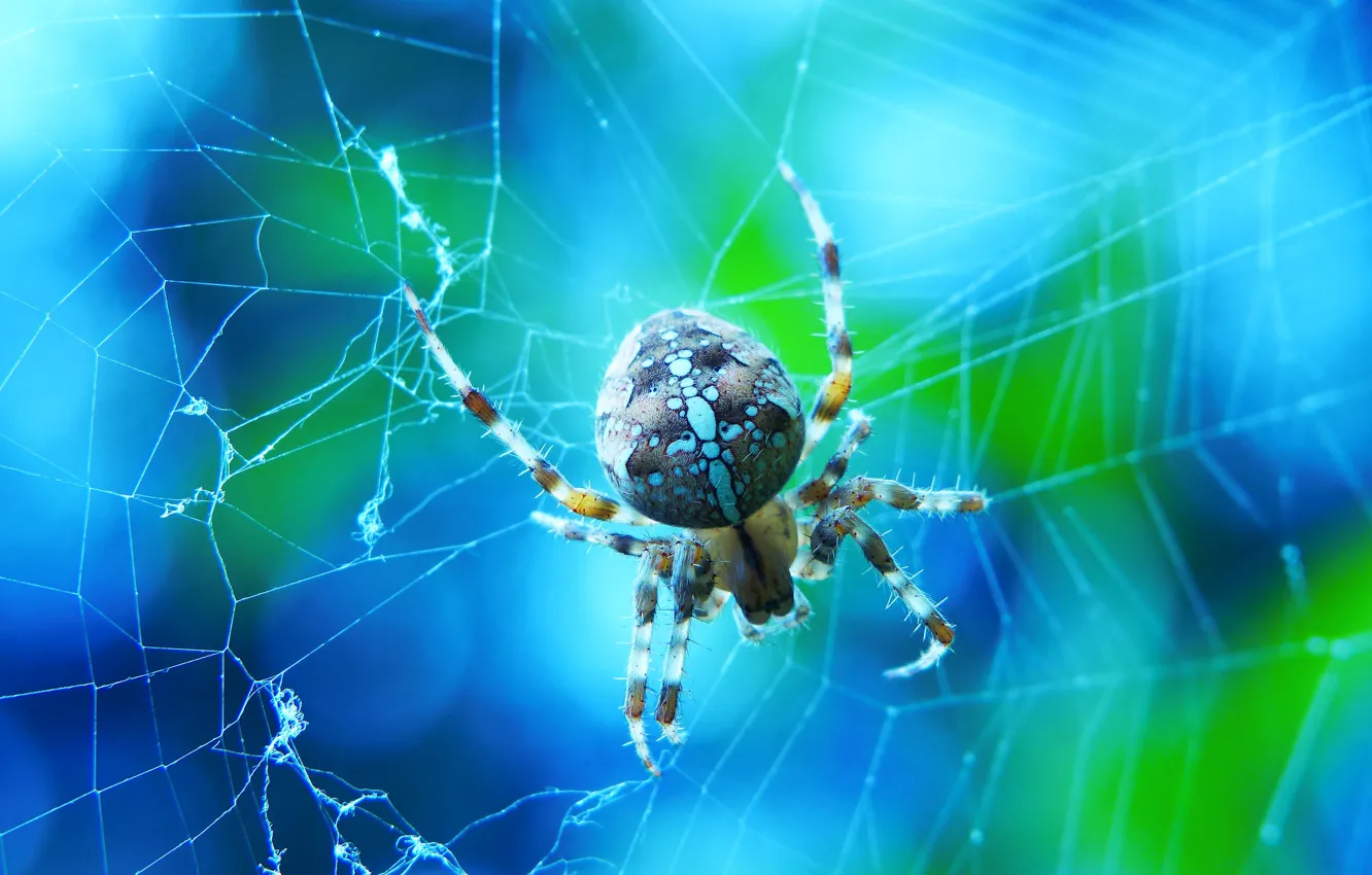 Photo wallpaper macro, web, spider, blue background, bokeh