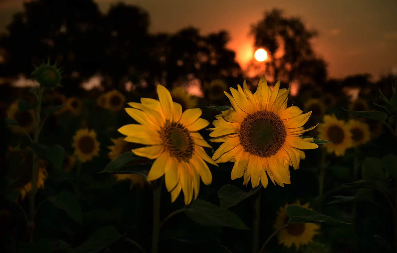 Photo wallpaper summer, sunflowers, night