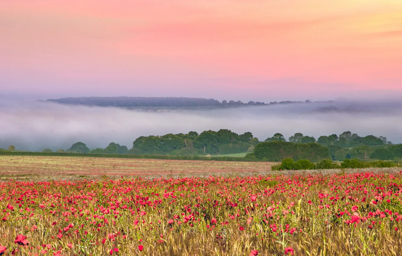 Photo wallpaper field, nature, Maki