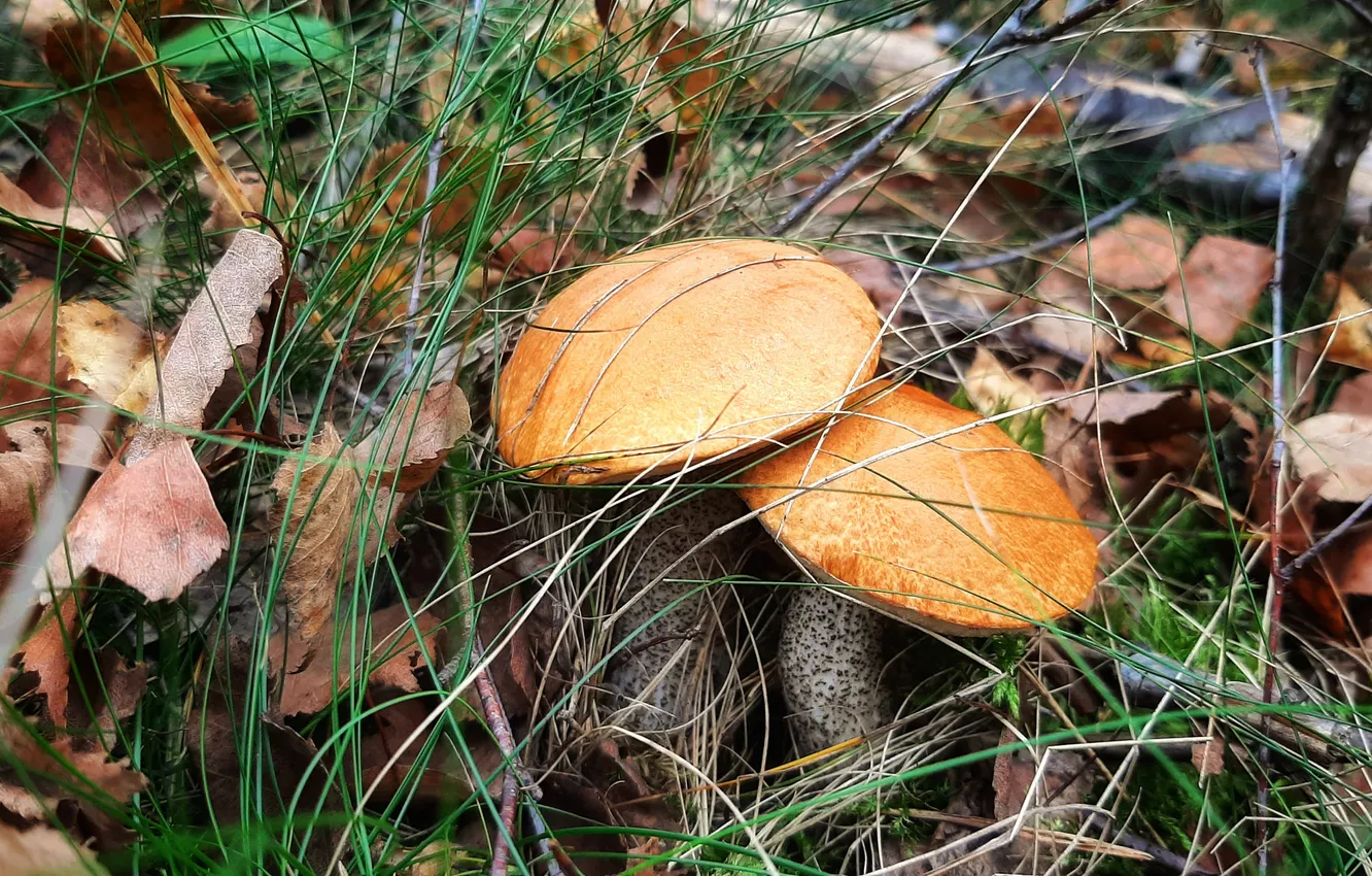 Photo wallpaper autumn, grass, nature, foliage, mushrooms, boletus, a couple, clearing