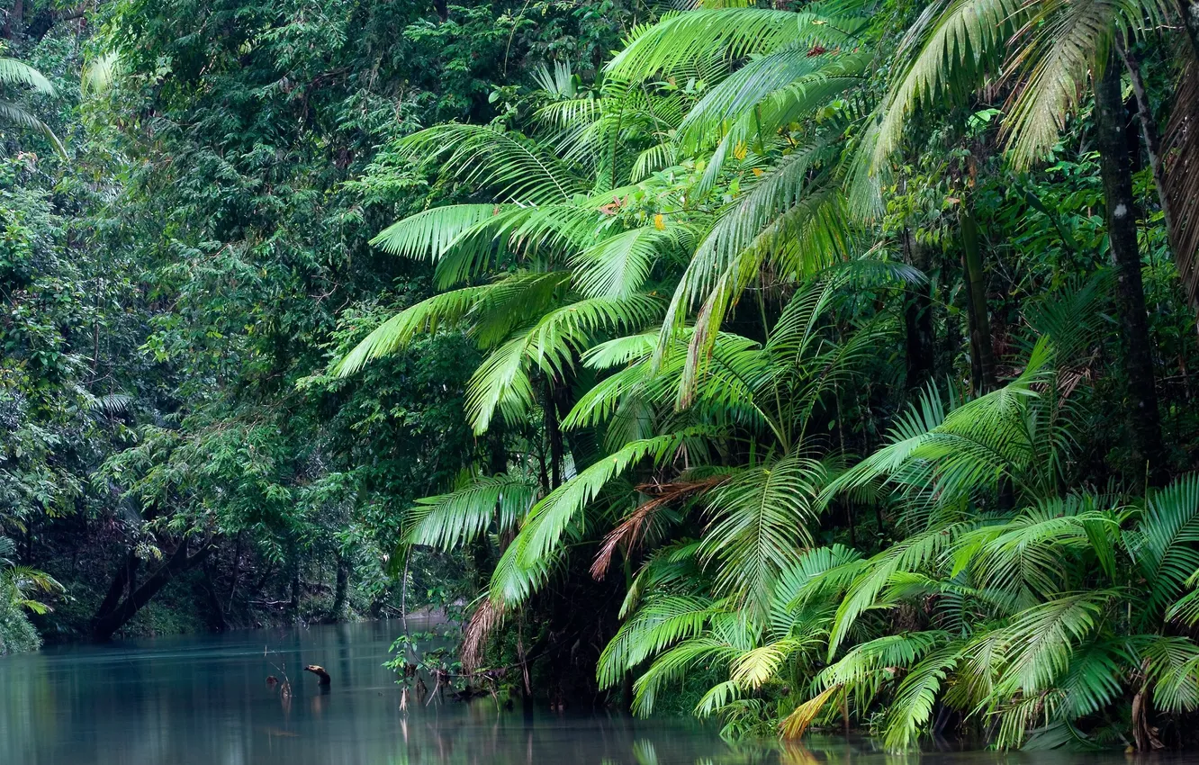 Photo wallpaper forest, trees, landscape, nature, tropics, river, palm trees, plant