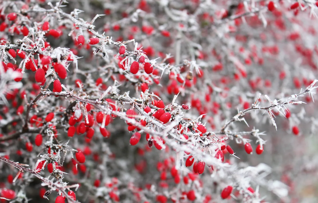 Photo wallpaper winter, frost, snow, trees, branches, nature, berries, frost