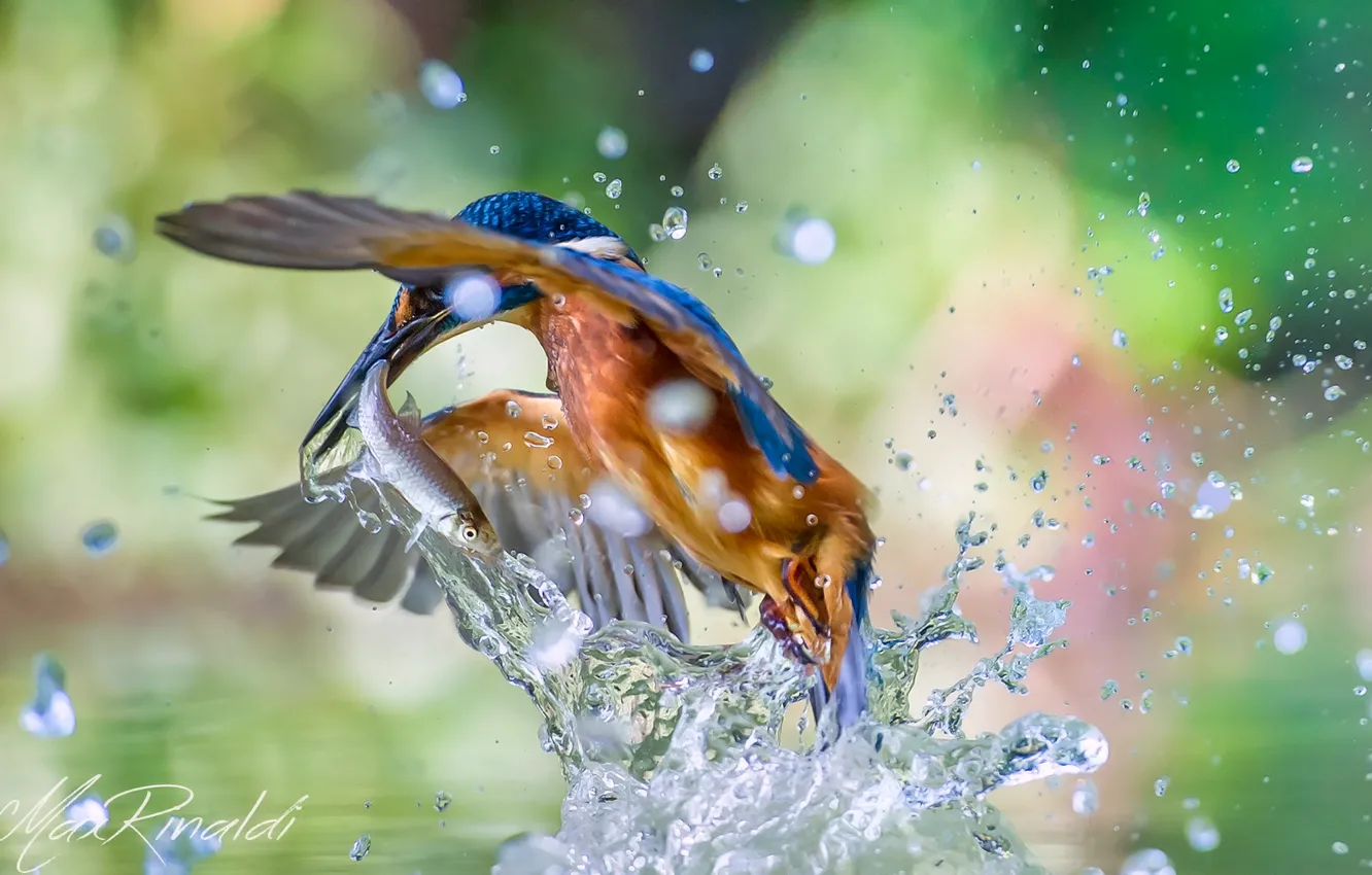 Photo wallpaper water, squirt, bird, fish, kingfisher, alcedo atthis, common Kingfisher, catch