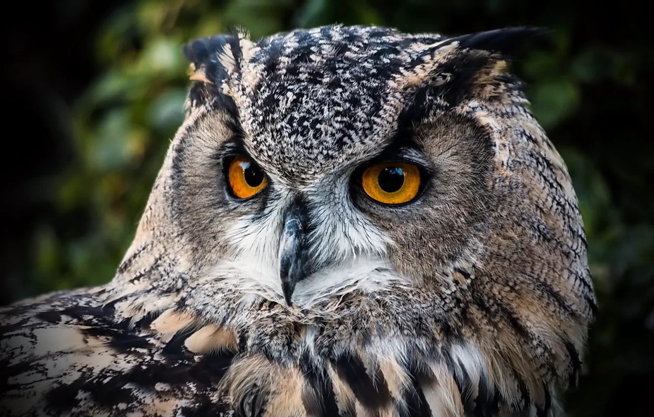 Photo wallpaper eyes, owl, bird, beak, tail