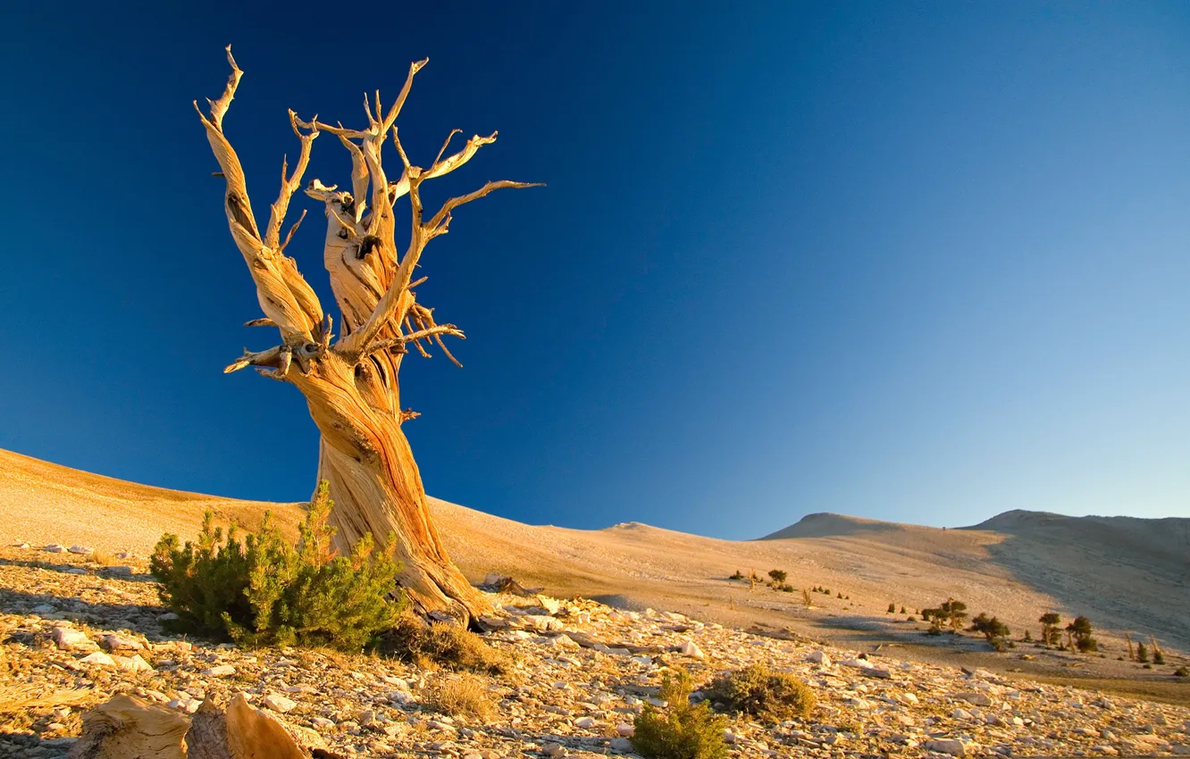 Photo wallpaper trees, landscape, the dunes, desert