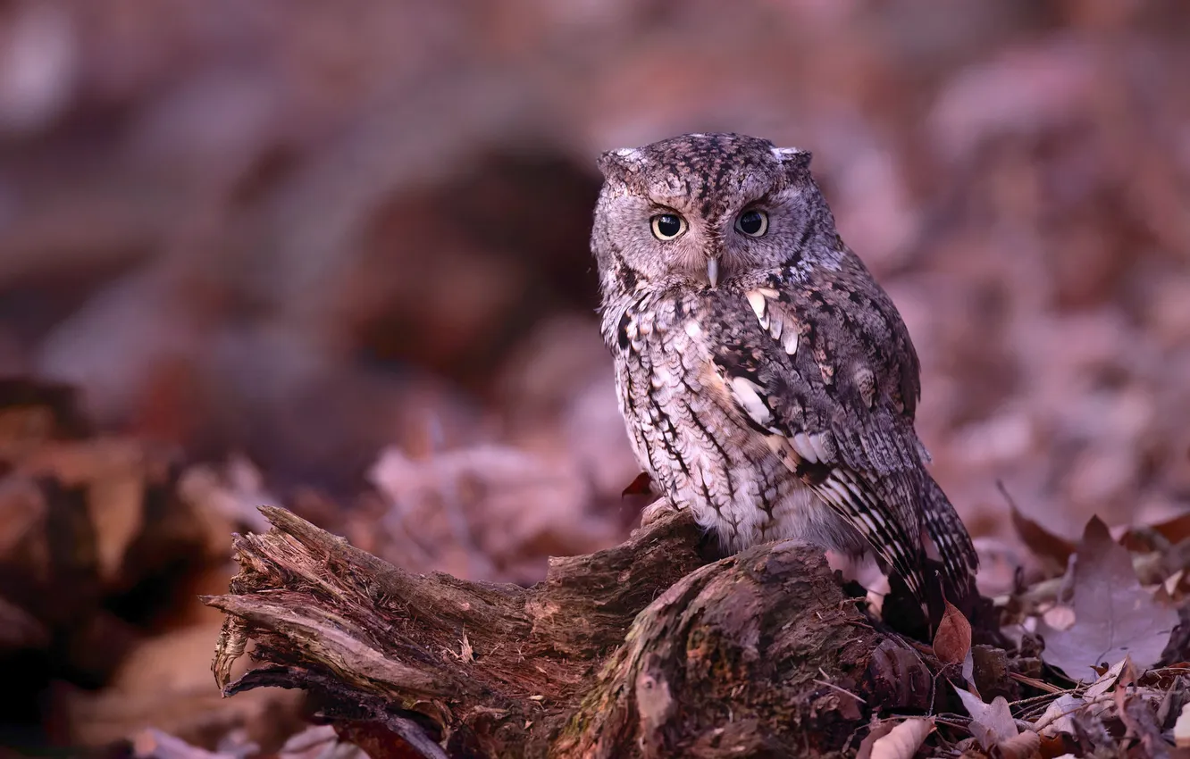 Photo wallpaper owl, bird, blur, snag, North American scoop