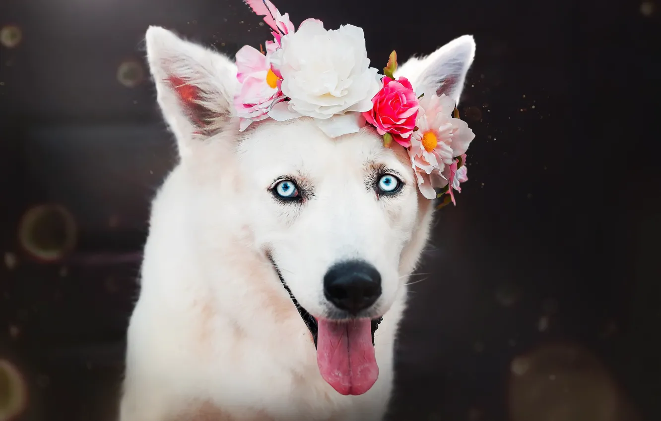 Photo wallpaper flowers, each, dog