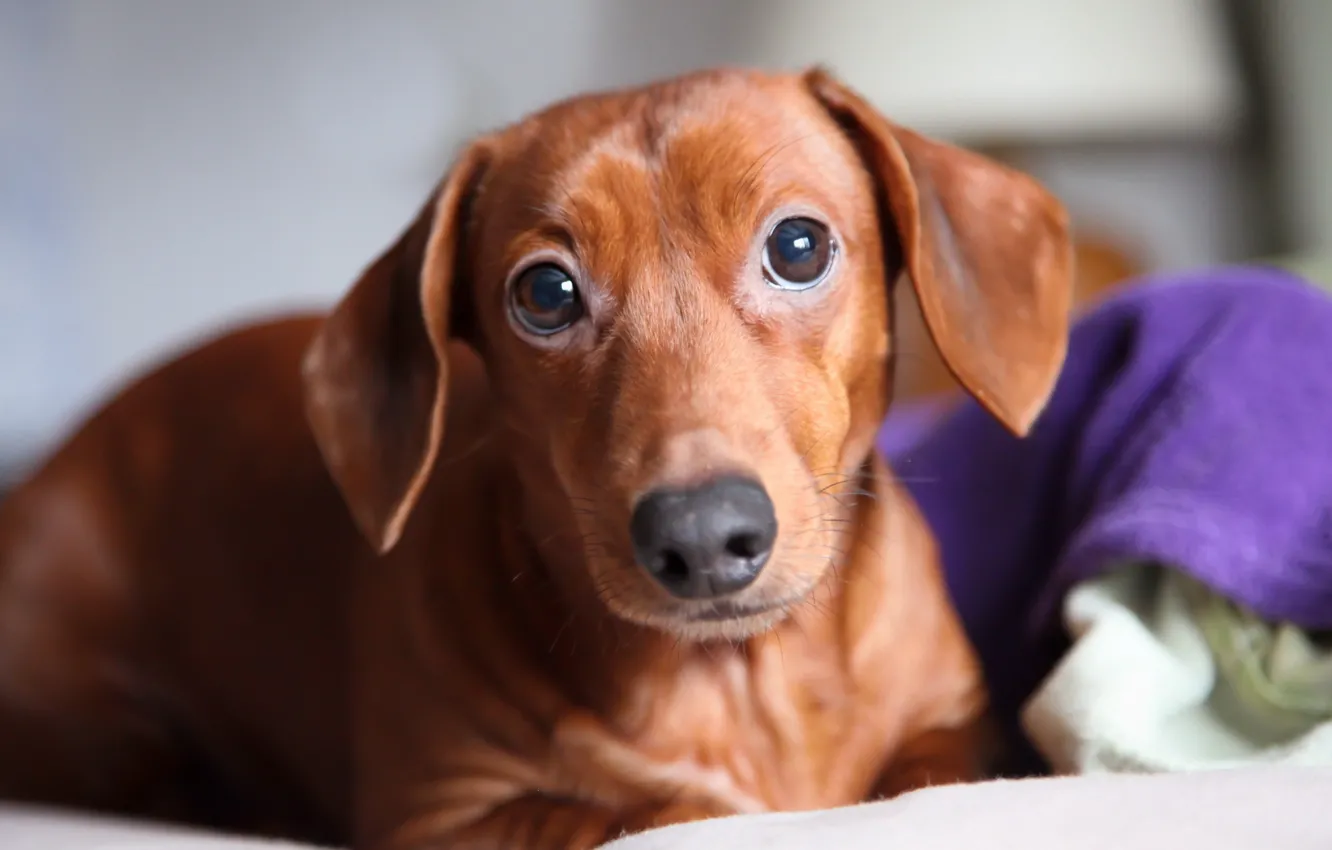 Photo wallpaper look, background, dog