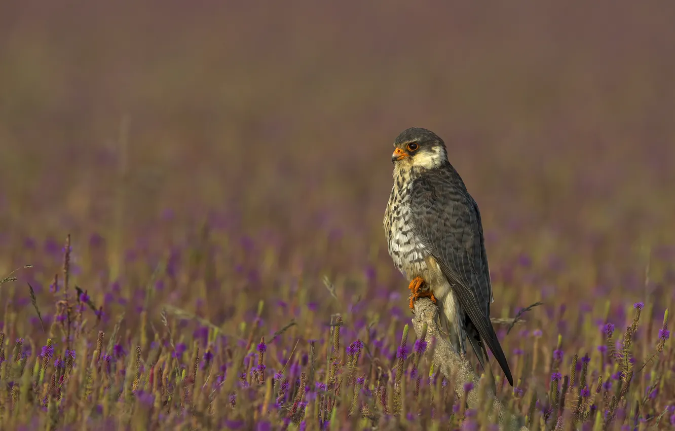 Photo wallpaper field, flowers, branches, bird, Falcon, lilac, bokeh, blurred background