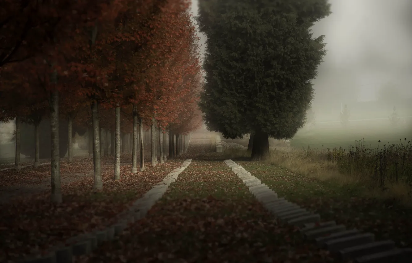 Photo wallpaper autumn, trees, fog