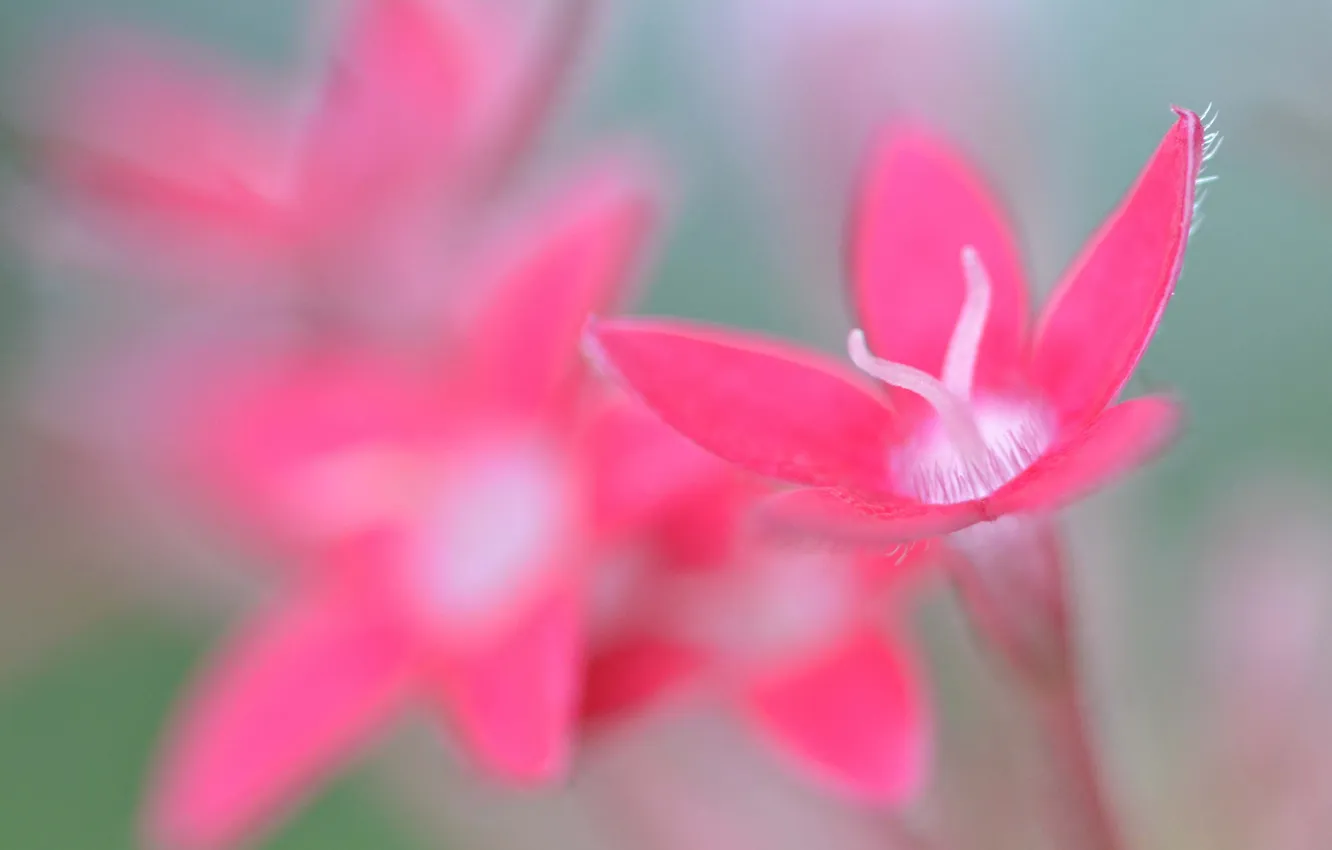 Photo wallpaper flowers, nature, petals, stamens