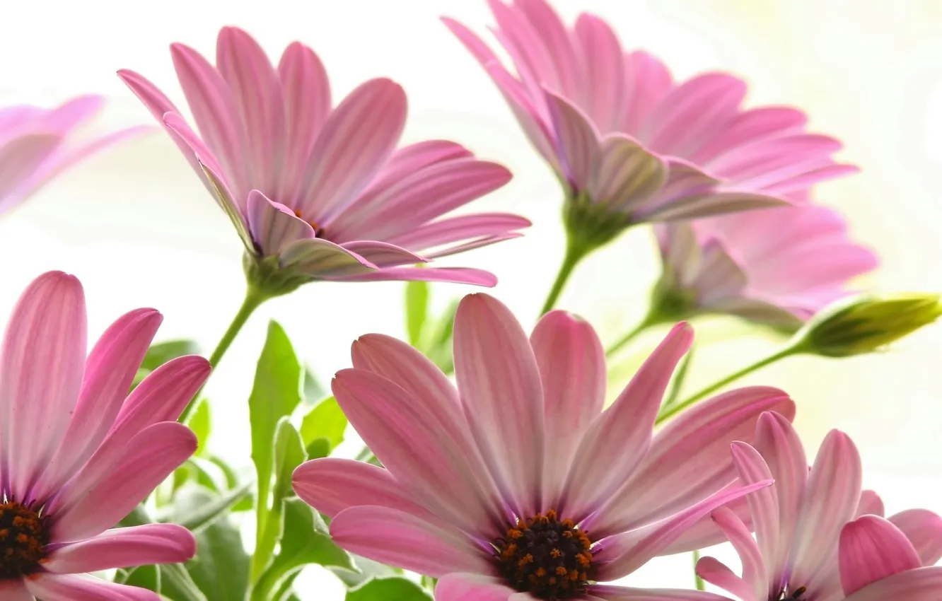 Photo wallpaper macro, pink, Daisy
