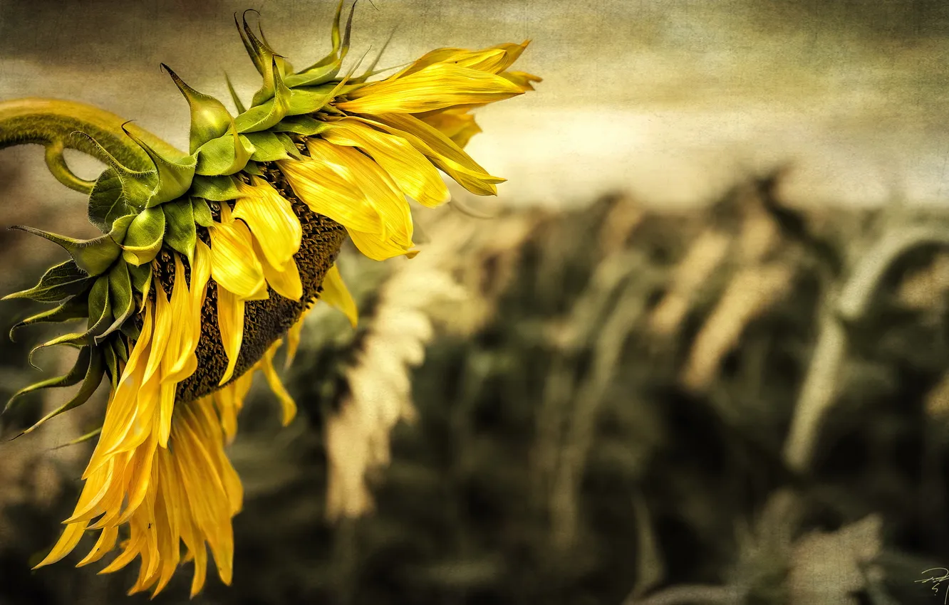 Photo wallpaper summer, nature, sunflower