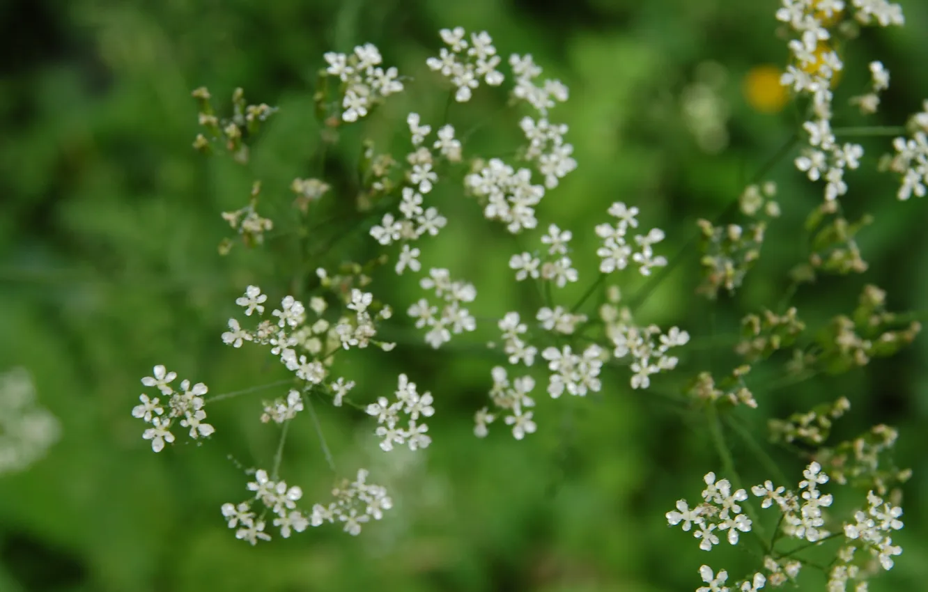 Photo wallpaper flowers, nature, plant