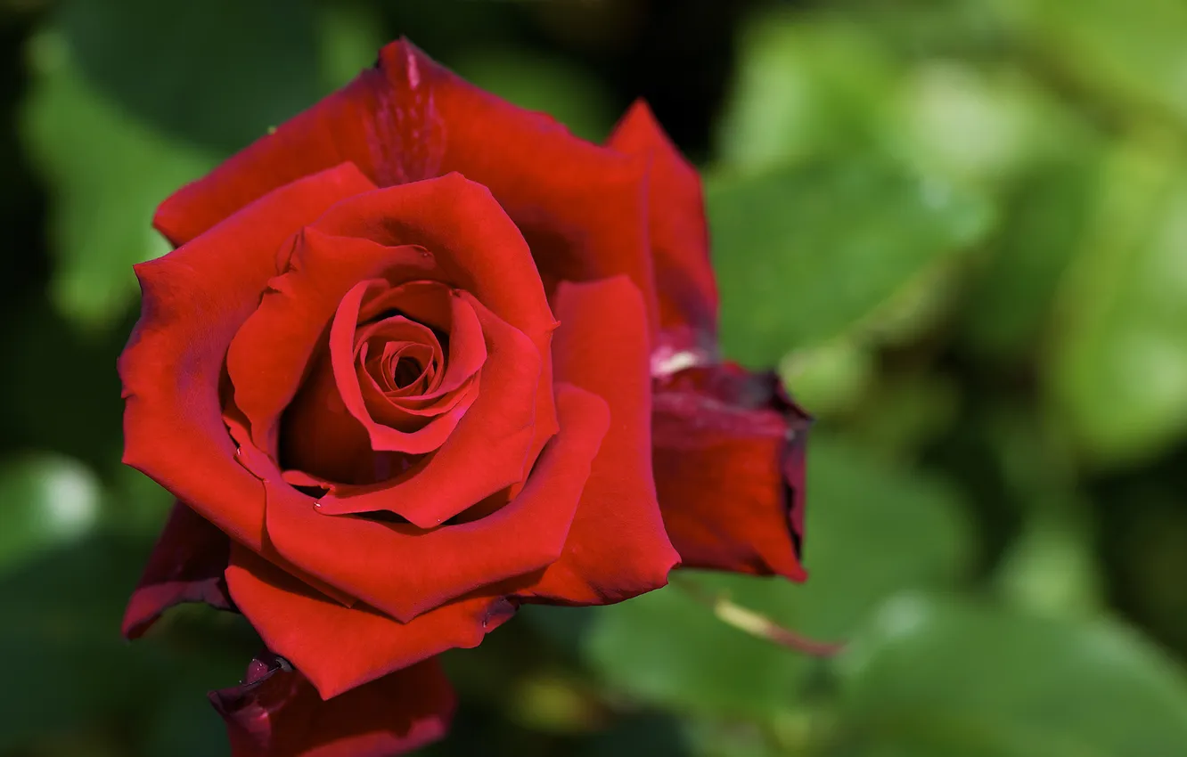Photo wallpaper leaves, macro, red, roses