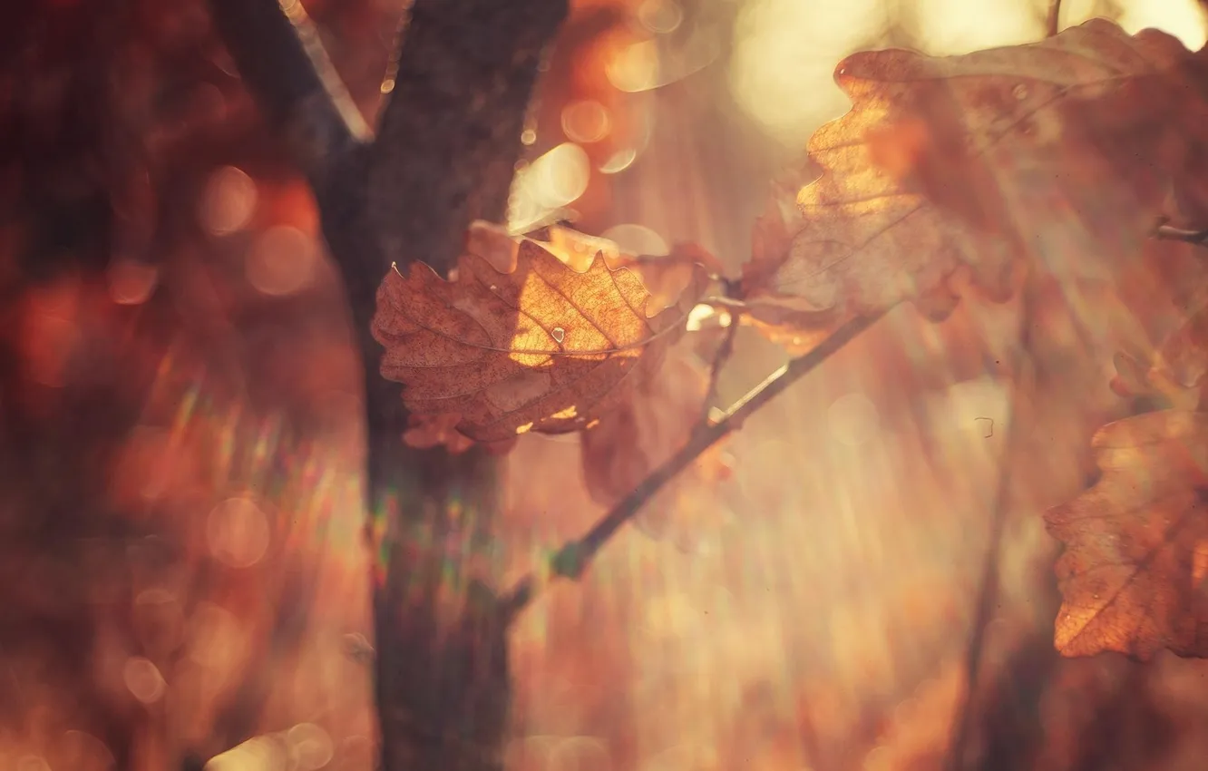 Photo wallpaper autumn, leaves, macro, light, branches, glare, leaf