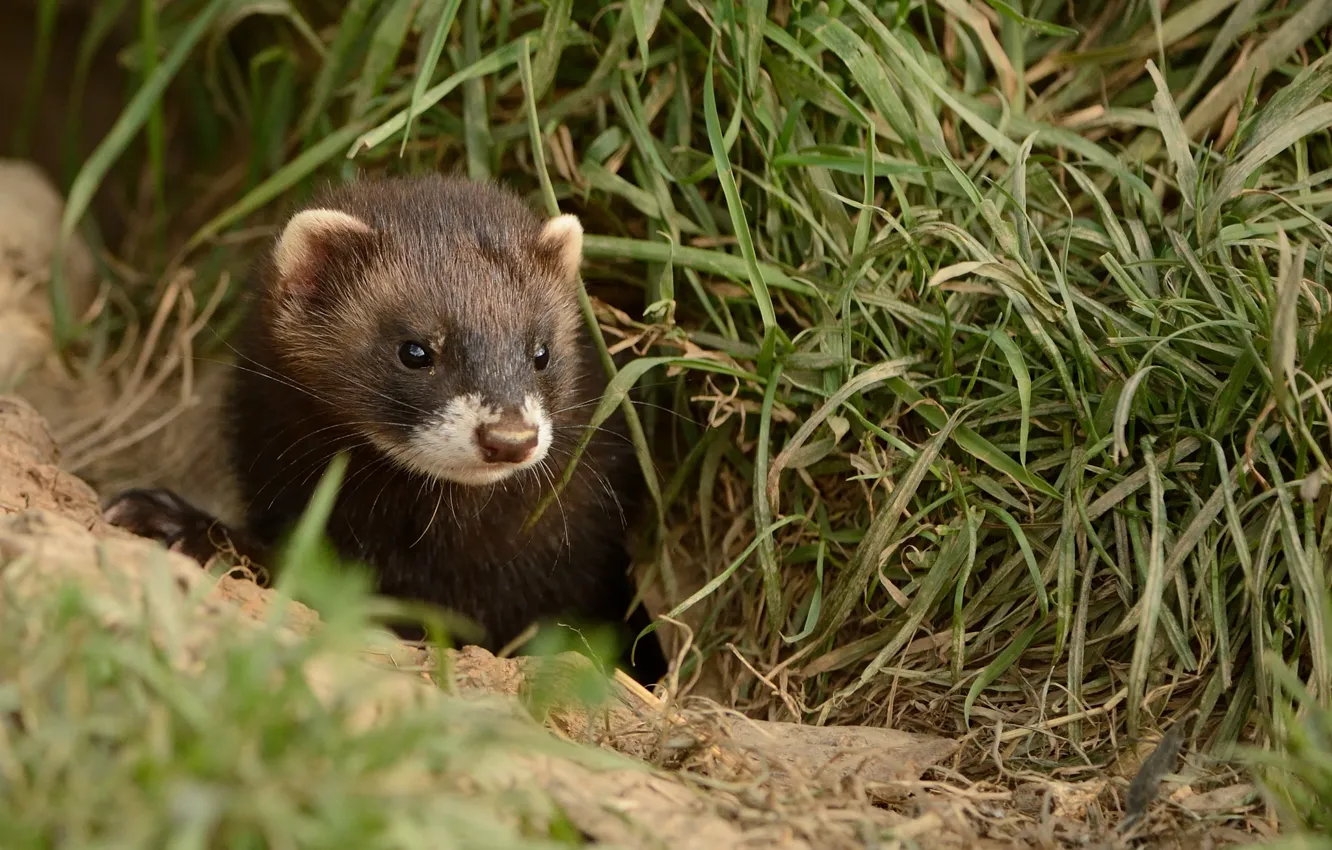 Photo wallpaper grass, muzzle, ferret