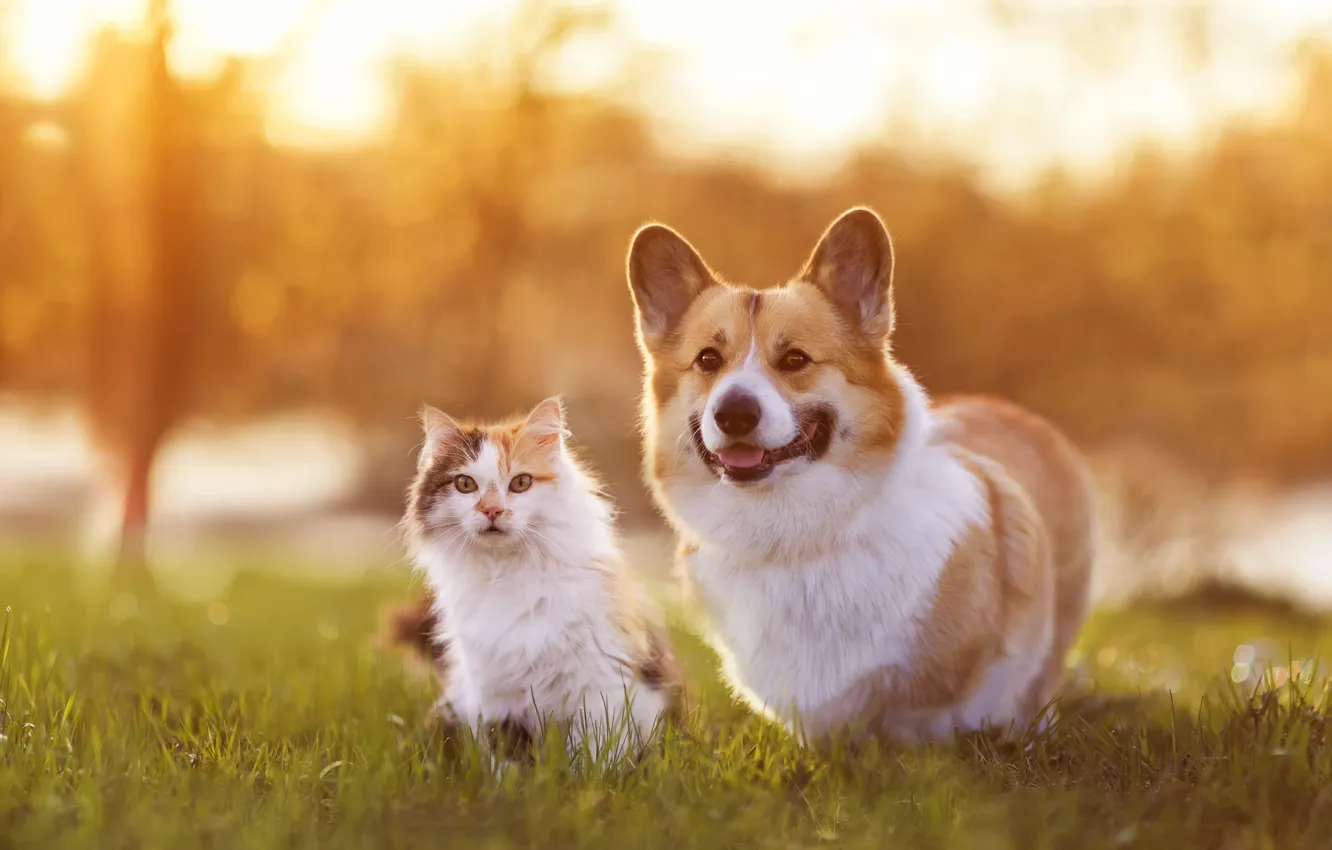 Photo wallpaper greens, language, cat, grass, cat, light, nature, each