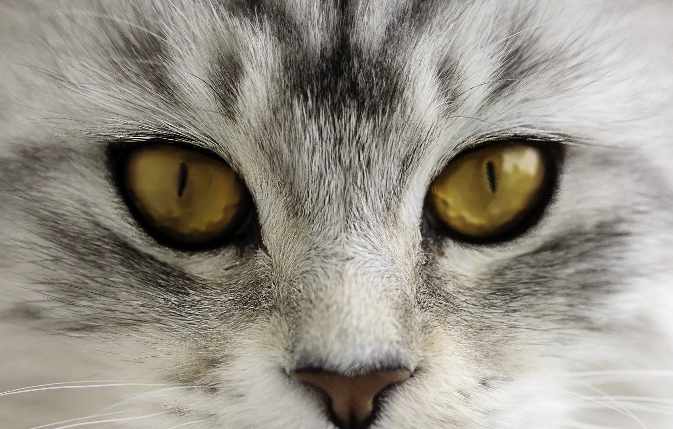Photo wallpaper cat, eyes, cat, look, muzzle, spout