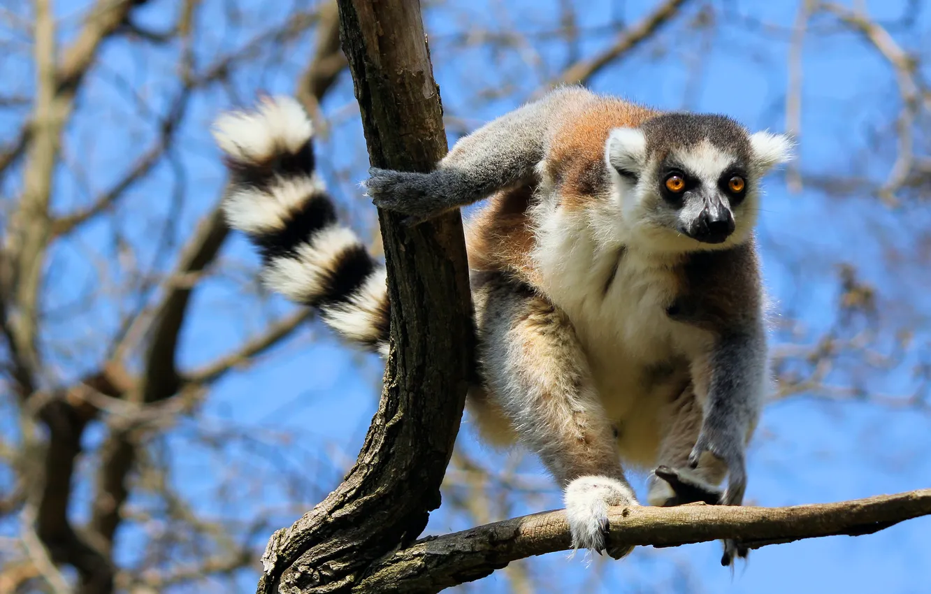 Photo wallpaper look, light, pose, tree, legs, tail, lemur, face