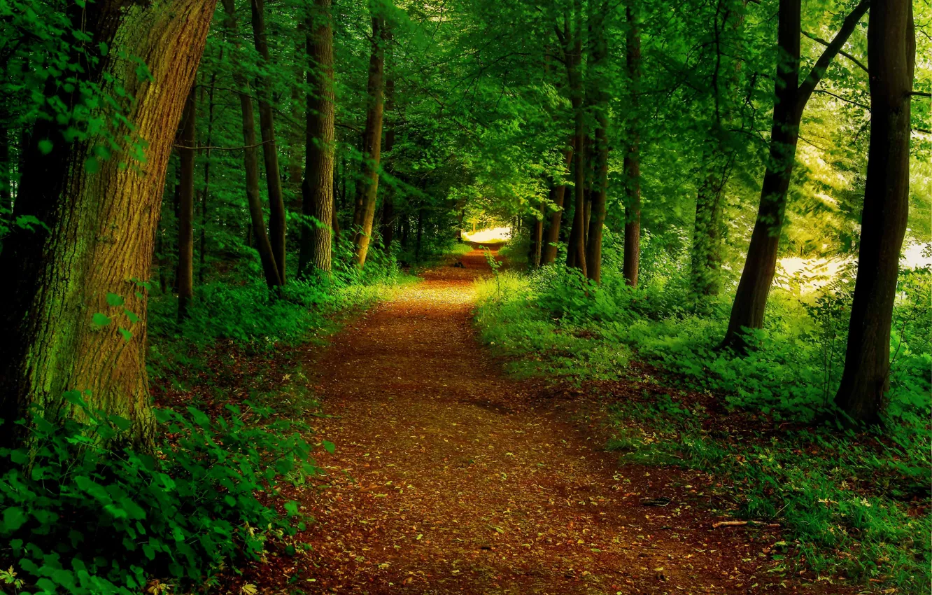 Photo wallpaper road, forest, trees, Park
