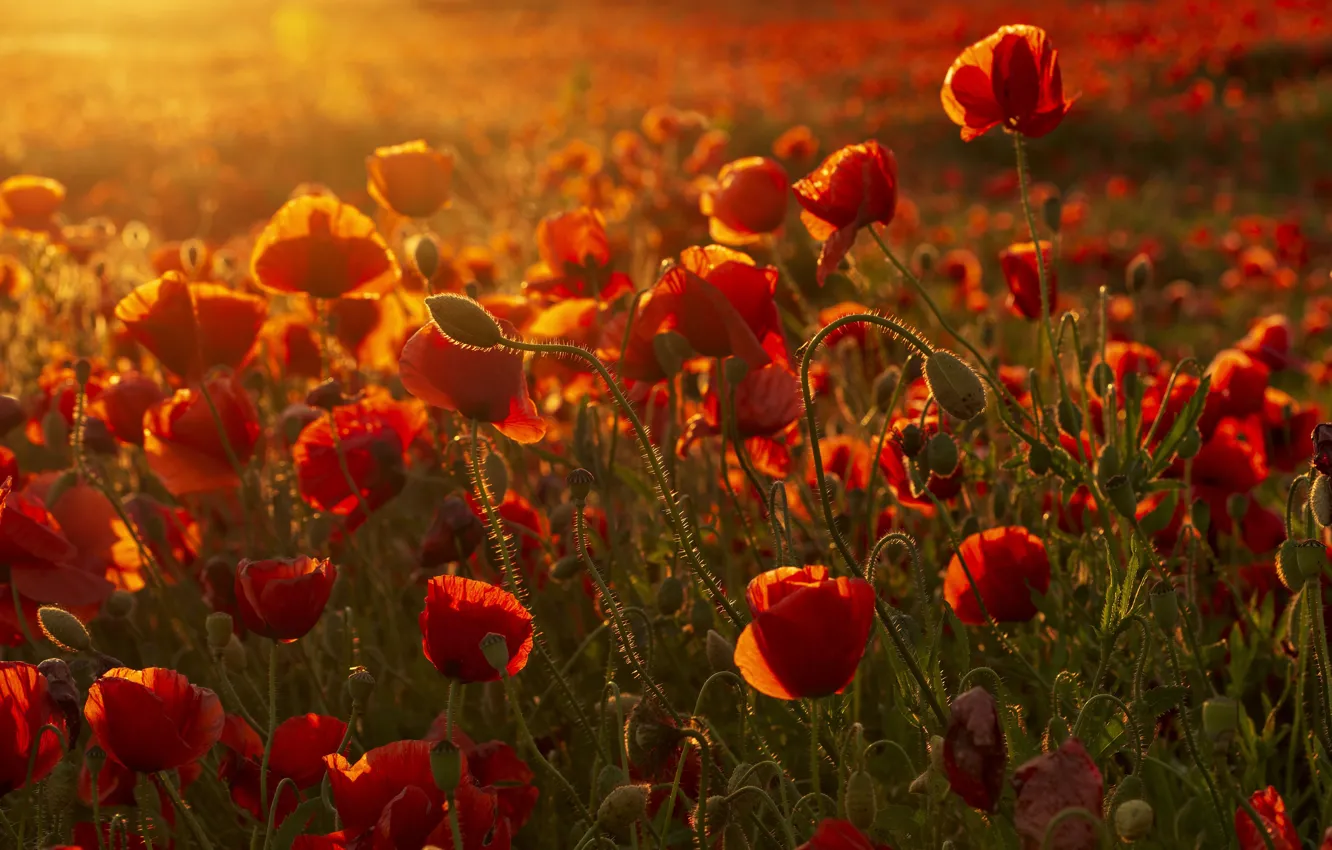 Photo wallpaper summer, light, sunset, flowers, red, Maki, a lot, poppy field